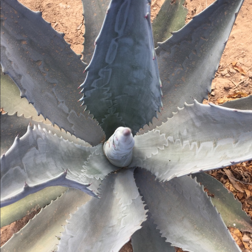 Meet your Posher, Juan